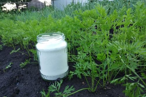 Почему морковь пошла в ботву. Причины формирования моркови уродливой формы