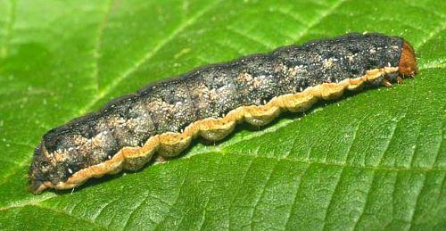 Капустная совка меры борьбы. Капустная совка и методы борьбы с ней