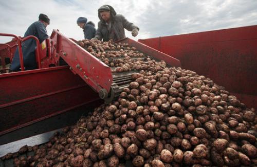 Российский картофель станет дефицитом. Все новости »