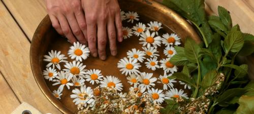 Как избавиться от гусениц. Привлечение естественных врагов гусениц 04 Как избавиться от гусениц. Привлечение естественных врагов гусениц 04