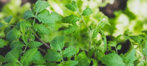 Как избавиться от гусениц. Привлечение естественных врагов гусениц 12 Как избавиться от гусениц. Привлечение естественных врагов гусениц 12