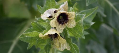 Как избавиться от гусениц. Привлечение естественных врагов гусениц 06 Как избавиться от гусениц. Привлечение естественных врагов гусениц 06