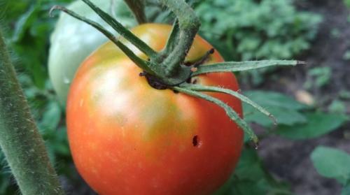 Как избавиться от гусениц в теплице. Почему на помидорах появляются гусеницы и как с ними бороться?