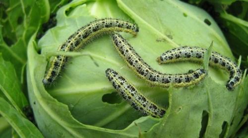 Химия от гусениц. Как избавиться от гусениц?