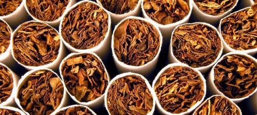 Как избавиться от гусениц. Привлечение естественных врагов гусениц 13 Как избавиться от гусениц. Привлечение естественных врагов гусениц 13