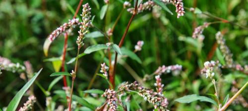 Как избавиться от гусениц. Привлечение естественных врагов гусениц 14 Как избавиться от гусениц. Привлечение естественных врагов гусениц 14