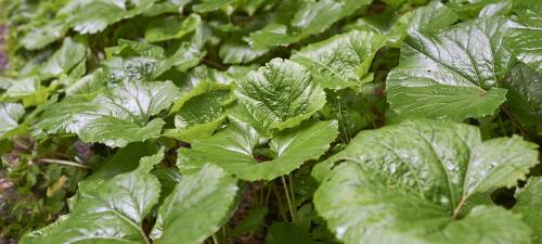 Как избавиться от гусениц. Привлечение естественных врагов гусениц 11 Как избавиться от гусениц. Привлечение естественных врагов гусениц 11