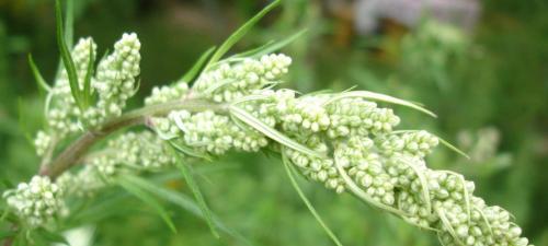 Как избавиться от гусениц. Привлечение естественных врагов гусениц 09 Как избавиться от гусениц. Привлечение естественных врагов гусениц 09