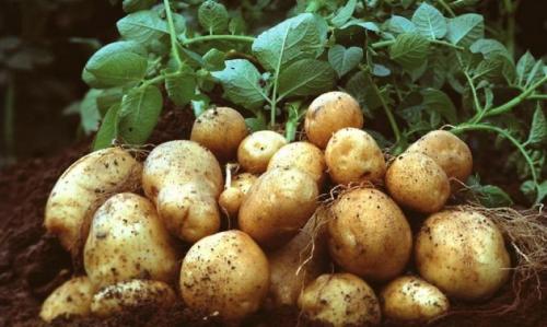 Характеристика картофеля сорта Лилея. Сорт картофеля Лилея – характерные особенности