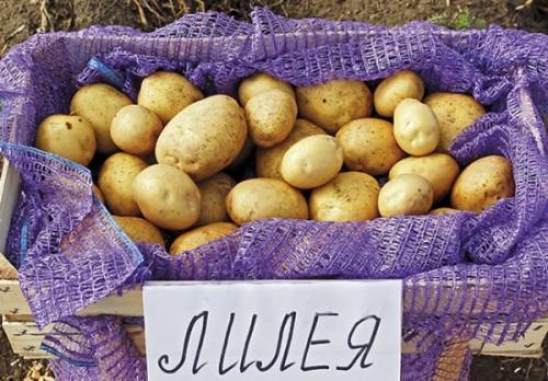 Картофель Лилея белорусская урожайность. Описание сорта