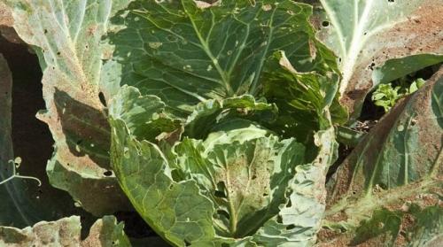 Чем обработать капусту от вредителей химией. Обзор болезней и вредителей капусты и меры борьбы с ними