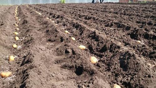 Картофель лилли описание сорта. Сорт картофеля Лилли: характеристики и сравнение с другими в таблицах, выращивание