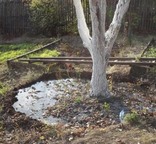 Какие дополнительные меры можно принять для улучшения плодородия грушевого сада осенью. Подкормка груши