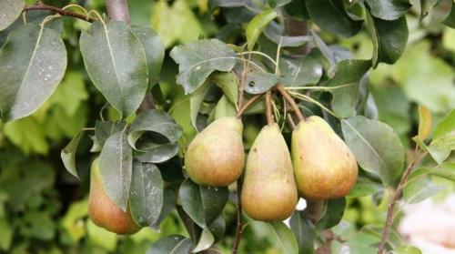 Как часто нужно удобрять грушу в осенний период. Чем и как подкормить грушу?