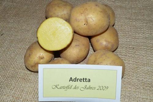 Сорта картофеля. Урожайные сорта картофеля 2022 — описание с фото