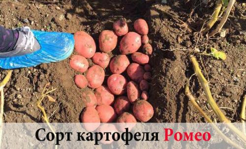 Когда созревает и как хранится белорусский сорт картофеля лилея. Картофель Лилея: урожайность, происхождение, причины популярности 09