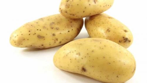 Картофель сорт екатерина. Скороспелый сорт «Императрица» для посева семенами