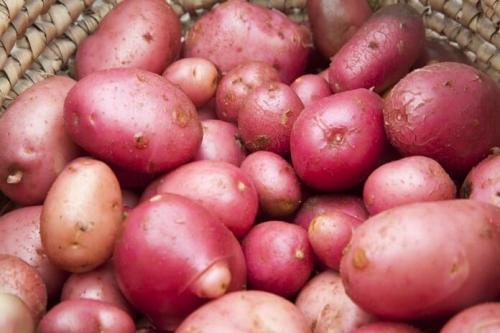 Сорт картофеля фанданго. Самые ранние сорта картофеля