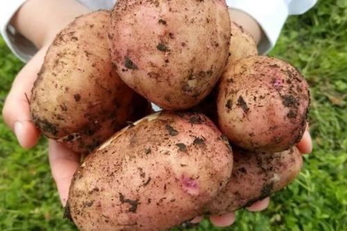 Сорт картофеля фанданго. Самые ранние сорта картофеля