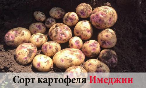 Когда созревает и как хранится белорусский сорт картофеля лилея. Картофель Лилея: урожайность, происхождение, причины популярности 06