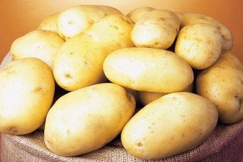 Картофель Королева Анна: описание и характеристика сорта
