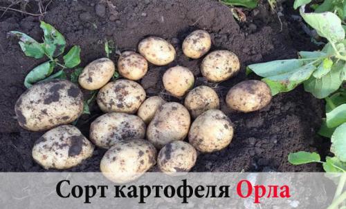 Когда созревает и как хранится белорусский сорт картофеля лилея. Картофель Лилея: урожайность, происхождение, причины популярности 10