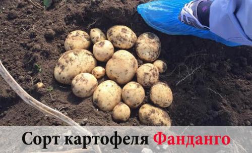 Когда созревает и как хранится белорусский сорт картофеля лилея. Картофель Лилея: урожайность, происхождение, причины популярности 07