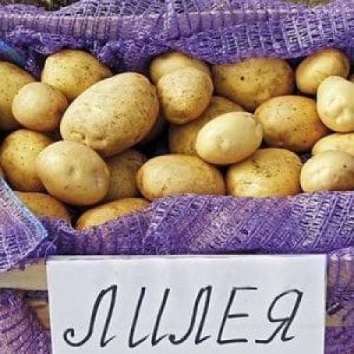 Картофель лилия. Потрясающий сорт картофеля «Лилея» с ровными гладкими клубнями и отменным вкусом