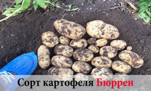 Когда созревает и как хранится белорусский сорт картофеля лилея. Картофель Лилея: урожайность, происхождение, причины популярности 08