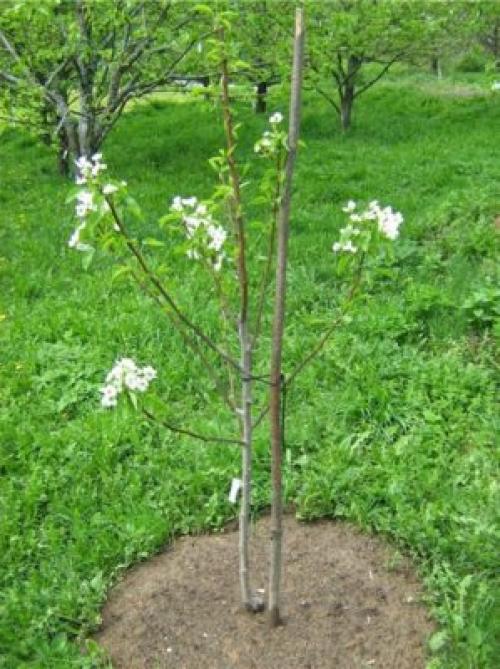 Уход за грушей весной. Где и как растёт груша в саду и в дикой природе