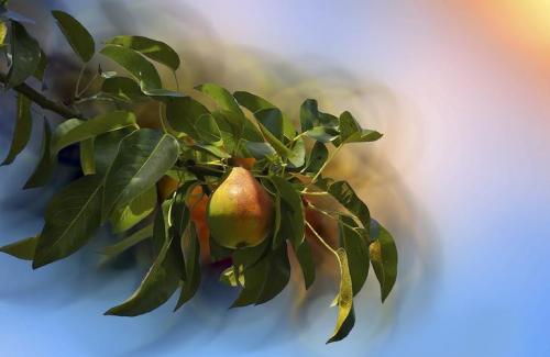 Уход за грушами осенью. Добавление статьи в новую подборку 02 Уход за грушами осенью. Добавление статьи в новую подборку 02