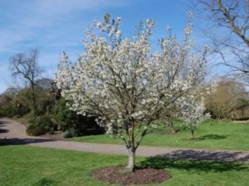 Уход за грушами осенью. Добавление статьи в новую подборку 04 Уход за грушами осенью. Добавление статьи в новую подборку 04