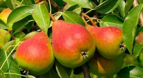 Полив груши осенью. Уход за грушей в августе и сентябре, осенняя подготовка