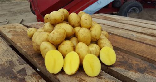 Картофель Гала. Сорт картофеля Гала – характеристика, описание, вкусовые качества, отзывы
