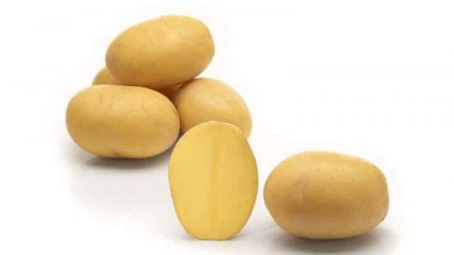 Картофель лилия. Среднеранний сорт картофеля «Лилли» с высокой урожайностью
