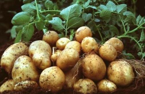 Картофель лилея вкусовые качества. Описание растения