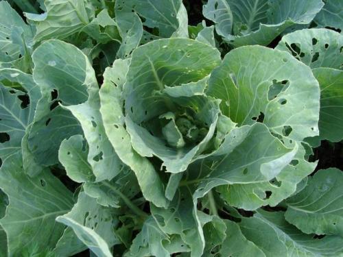 Сода от гусениц на капусте. Как правильно обработать капусту содой от вредителей для эффективной защиты