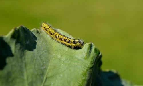 Гусеницы на капусте бывают разные. Описание вредителя 04