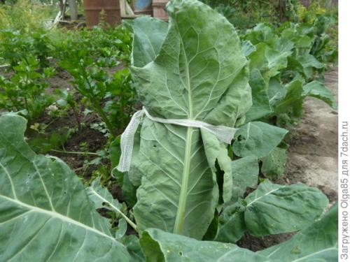 Как убрать гусениц из цветной капусты. Как я спасала цветную капусту от гусениц