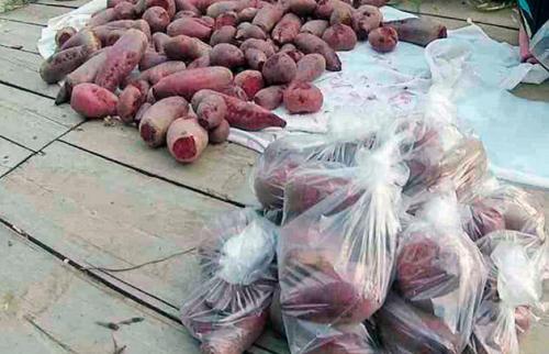 Можно ли хранить свеклу в погребе вместе с другими овощами. Использование полок, ящиков, корзин, пакетов