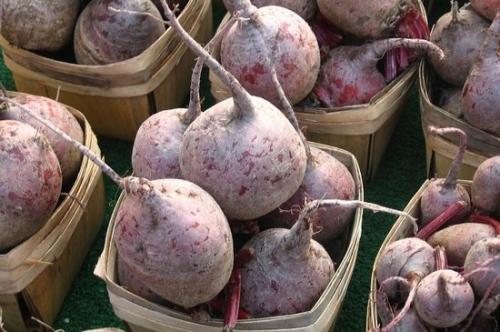 Можно ли хранить свеклу в погребе вместе с другими овощами. Использование полок, ящиков, корзин, пакетов