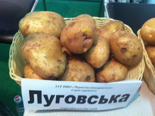 Ранние сорта картофеля описание и фото