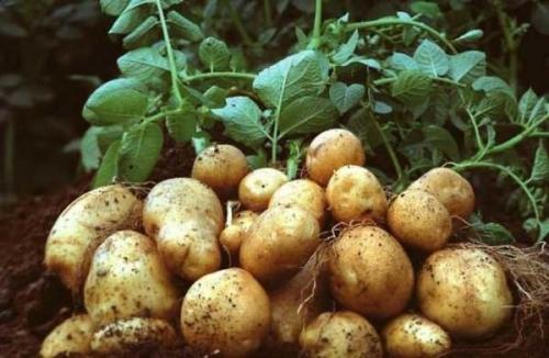 Картофель царица. Сорт картофеля императрица, описание, характеристика и отзывы, а также особенности выращивания
