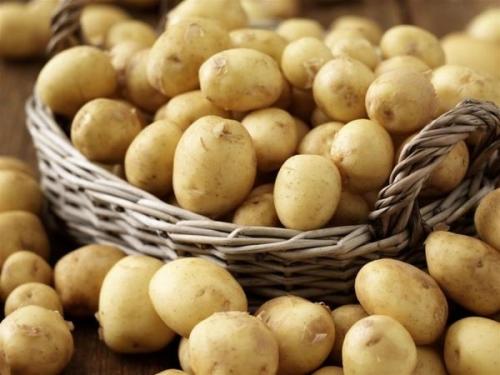 Картофель царица. Сорт картофеля императрица, описание, характеристика и отзывы, а также особенности выращивания