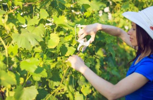 Схема обрезки винограда Изабелла осенью. Как правильно сажать виноград Изабелла? 04