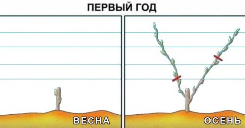 Обрезка винограда весной: инструкция для начинающих