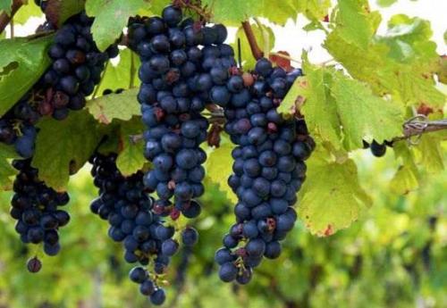 Виноград Изабелла уход. Описание сорта