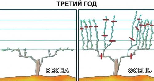 Обрезка винограда весной: инструкция для начинающих