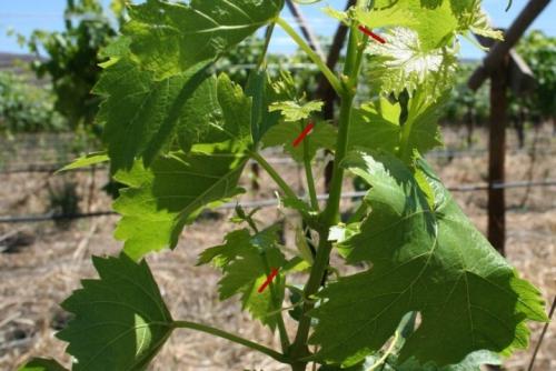 Виноград Изабелла обрезка осенью для начинающих. Правила обрезки винограда 01