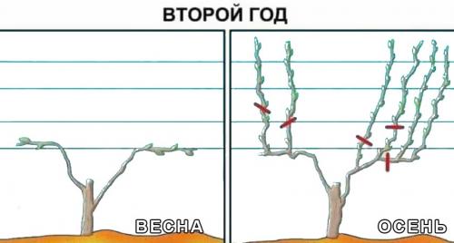 Обрезка винограда весной: инструкция для начинающих
